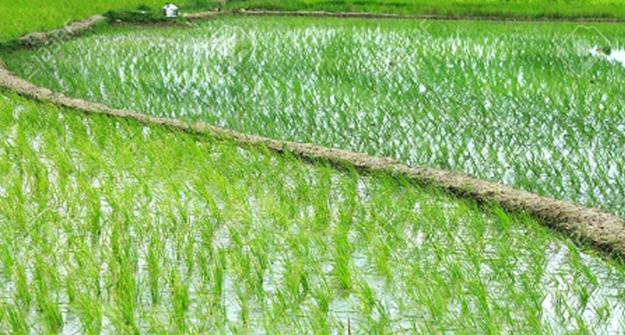 कृषि निर्यात में 18.49 प्रतिशत की वृद्धि कृषि निर्यात में 18.49 प्रतिशत की वृद्धि