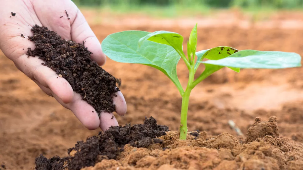 fertiliser