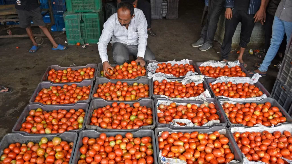 tomato